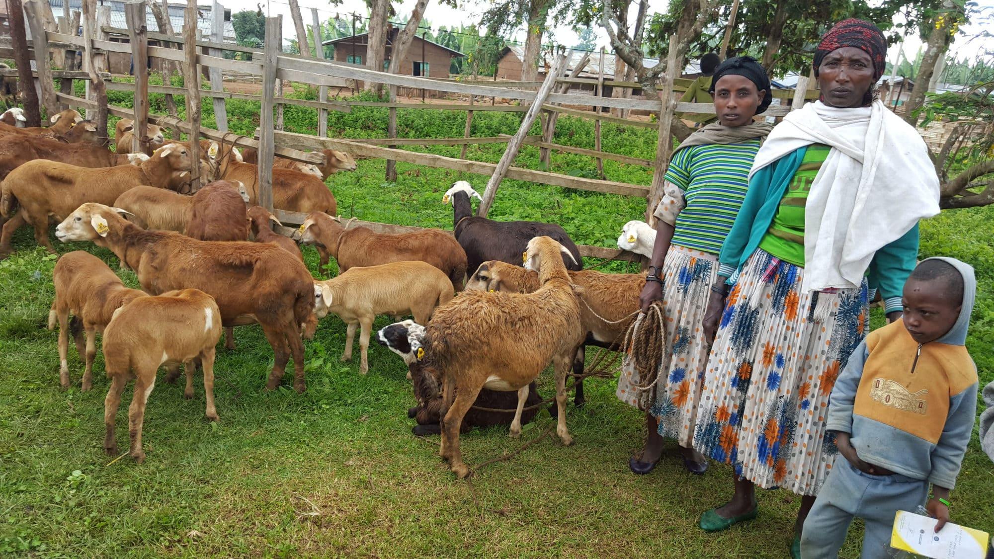 Community-based sheep and goat breeding - CGIAR