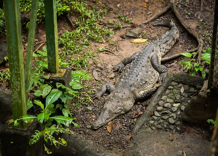 Si Como No Resort & Wildlife Refuge Manuel Antonio
